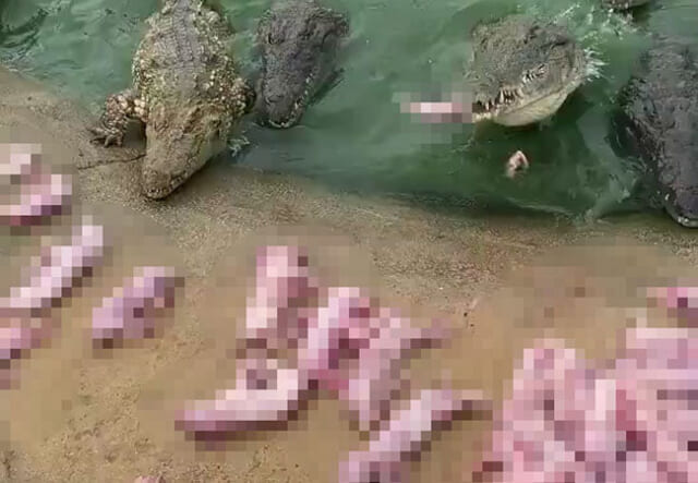 【閲覧注意】中国の動物園、人間がやってはいけない事をやってしまう・・・（動画）