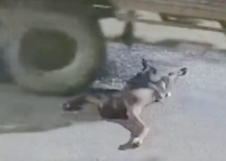 【閲覧注意】路上の酔っ払い「ここで寝るわ」⇒ トラックに轢き潰されて即死…（動画あり）