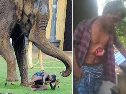 【閲覧注意】ガチ切れした象、人間の腸を生きたまま引きずり出してしまう…ヤバすぎだろ…（動画あり）
