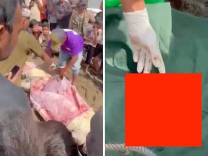【閲覧注意】ワニに食い殺された人間を ”全部取り出す” ⇒ その姿が「史上最も衝撃的だ」と話題に