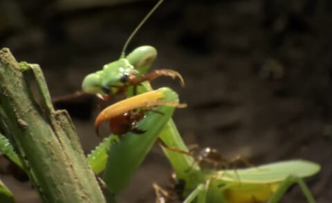 【閲覧注意】アリさん、カマキリを斬首してしまう・・・・・（動画あり）