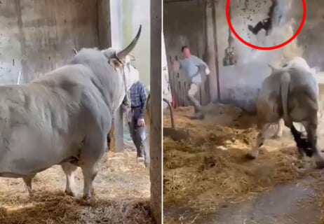 【閲覧注意】突然変異で筋肉ムキムキの牛、ムカいた農家の人間を一瞬で●してしまう…（動画あり）