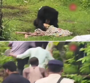 【閲覧注意】村に降りてきた熊、2人を殺すも、怒り狂う100人の村人に囲まれこうなる…（動画あり）