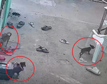 【閲覧注意】庭で飼ってた愛犬4匹が全部死んだ ⇒ 監視カメラを見ると、想像を超えるものが映ってた…（動画あり）
