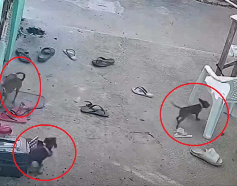 【閲覧注意】庭で飼ってた愛犬4匹が全部死んだ ⇒ 監視カメラを見ると、想像を超えるものが映ってた…（動画あり）