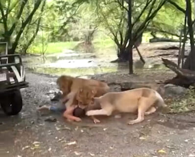 【閲覧注意】サファリパークでライオン5頭に連れ去られた人間、ガチで終わる…（動画あり）