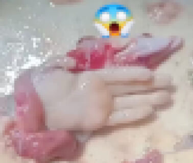 【閲覧注意】巨大魚を捌いた女さん「ギャアアア！」⇒ 胃の中からコレが出てきた…（動画あり）
