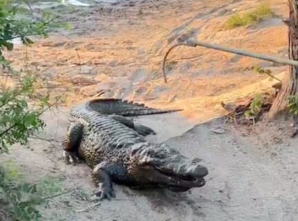 【閲覧注意】巨大ワニ、電気ショックで一瞬で殺される・・・・・（動画あり）