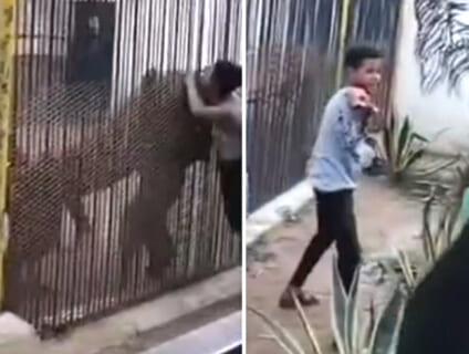 【閲覧注意】動物園でトラ触ったDQNが物凄い力で右腕を食い千切られてて怖い…（動画あり）