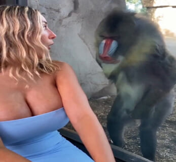 【動画】お猿さん、人間の女性がエロすぎてビュルビュル射精してしまうｗｗｗｗｗｗ