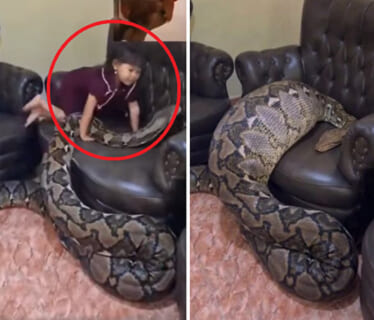 【閲覧注意】ベトナムの幼女、ペットの巨大ニシキヘビに丸飲みにされてしまう…これヤバすぎだろ…（動画あり）