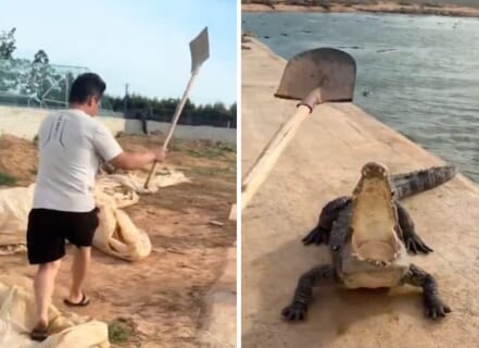 【閲覧注意】中国の動物園の「ワニの飼育方法」、鬼畜すぎてドン引きなんだが…（動画あり）