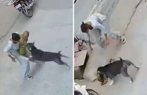 【閲覧注意】ピットブルに赤ちゃん奪われた母親がビビって見てるだけの動画、ヤバすぎ…