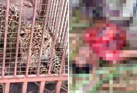 【閲覧注意】肉食獣ヒョウ、人間を「めっちゃ怖い食べ方」した後捕獲される…（衝撃動画）