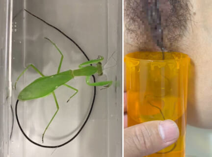 【閲覧注意】カマキリから出てくる寄生虫、女子のマ○コからも出てきてしまう…（衝撃動画）