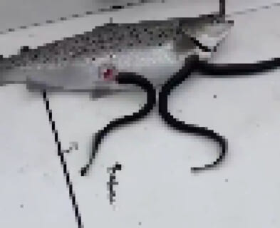 【閲覧注意】釣り人「巨大魚釣ったら手足生えててワロタｗｗｗ」⇒ パシャ（恐怖動画）