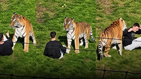 【閲覧注意】イギリスの動物園でトラの檻に飛び込んだ男性がトラに殺される・・・衝撃動画