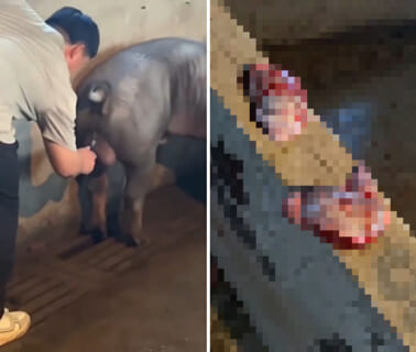 【閲覧注意】中国の養豚場、人間がやってはいけない事をやってしまう・・・（動画あり）