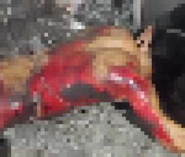 【閲覧注意】メスの犬にチ●ポ挿れた男性、数日後に全身が真っ赤になって死亡（動画あり）