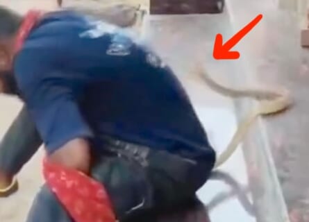 【閲覧注意】コブラに噛まれたコブラ使い「大丈夫でしょ」⇒ イキった末路が怖すぎ…（動画あり）