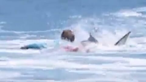 【閲覧注意】海水浴場で男子小学生「海楽しい！」⇒ オオメジロザメに食べられこうなる（動画あり）