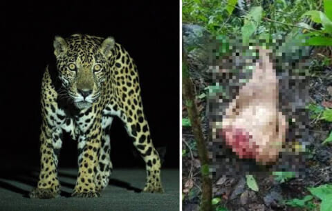 【超！閲覧注意】嘘だろ・・・最強生物「ジャガー」に連れ去られた男。1分後に ”こうなってた”