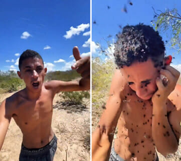 【閲覧注意】世界最強のミツバチに喧嘩を売ったブラジルのDQN、終わる…（動画あり）
