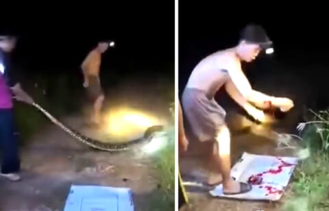【閲覧注意】5mのニシキヘビを舐めてた男、想像の10倍強くて死ぬ…（動画あり）