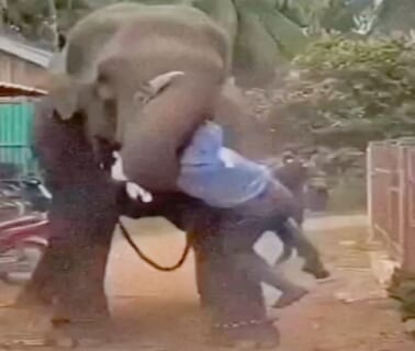【閲覧注意】インドの象「象使い、お前なんて一瞬で殺せるんだぞ…」⇒ ブチ切れた結果・・・