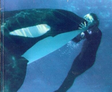 【閲覧注意】シャチが3人を殺した水族館の動画。今見ても余裕で伝説レベル・・・・・