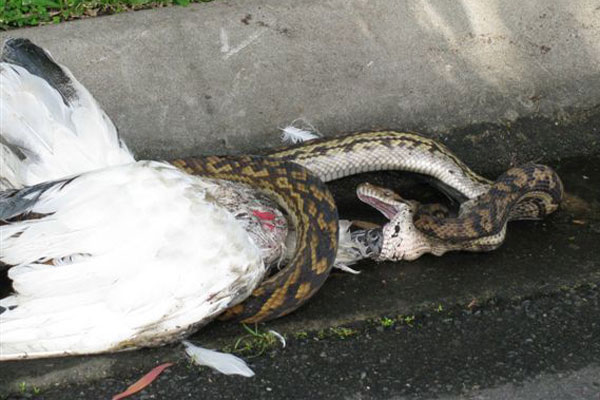 snake eating a bird