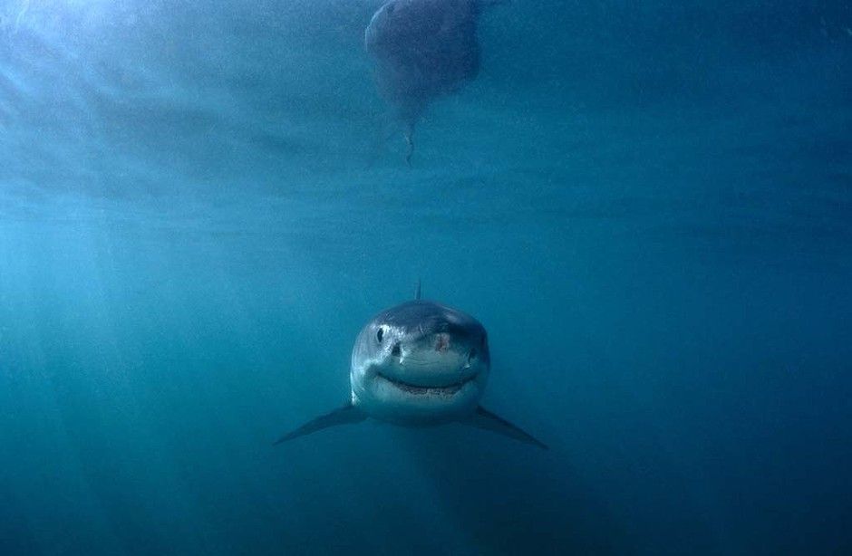 port-babyshark5-940x628