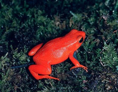 most-unique-frogs-in-the-world-red-coat-frog