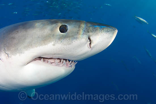 great-white-shark-70M2659-29