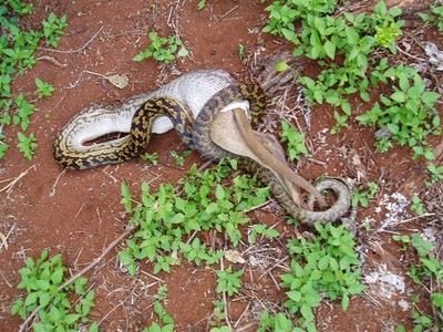 Snake Eating a Kangaroo 07