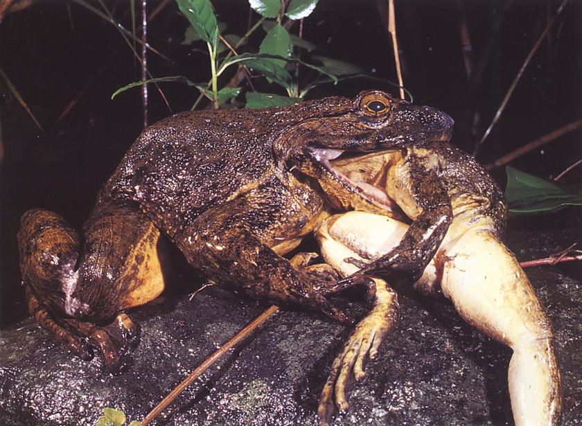 true-wildlife-goliath frog-1