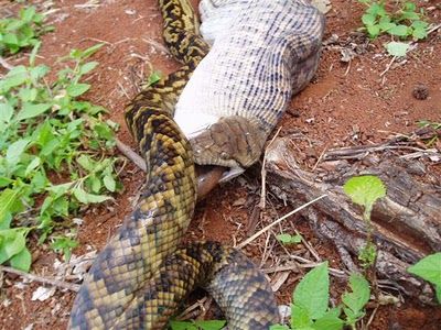 Snake Eating a Kangaroo 12