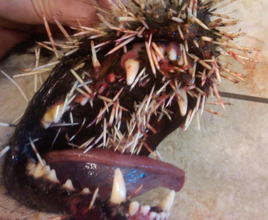 dog_vs_porcupine_03
