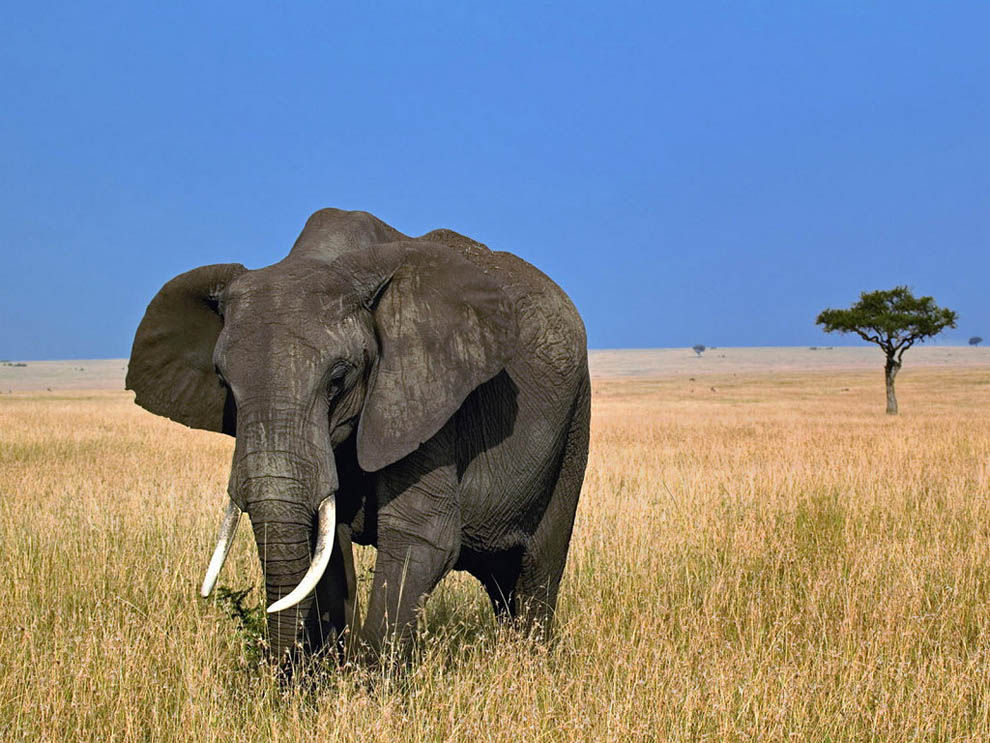animals01