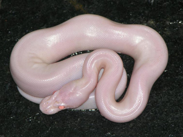 great_pictures_of_albino_animals_640_05