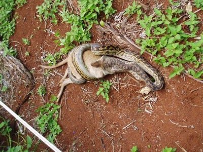 Snake Eating a Kangaroo 02