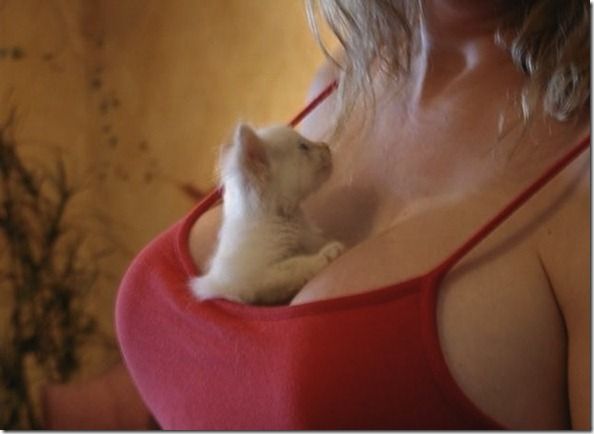 Titty-Kitties-Banned-In-Hollywood-02_thumb[1]