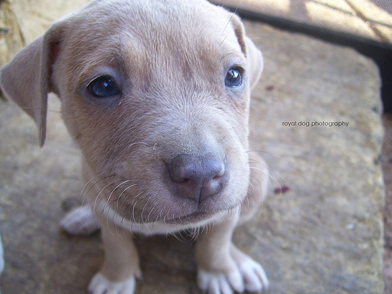 Adorable-Pit-Bull-Puppy-2