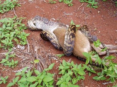 Snake Eating a Kangaroo 04