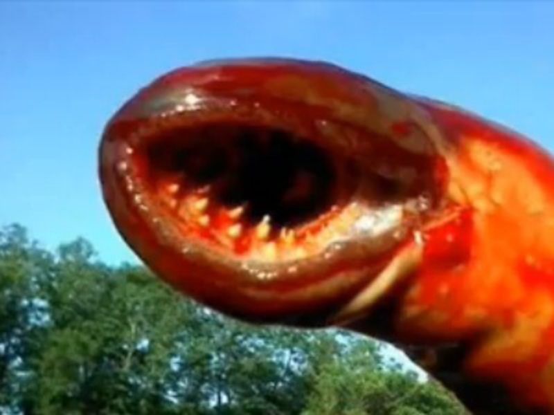 XKttXUz7zfaCDrk1361138838_1361138842