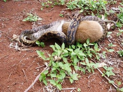 Snake Eating a Kangaroo 05