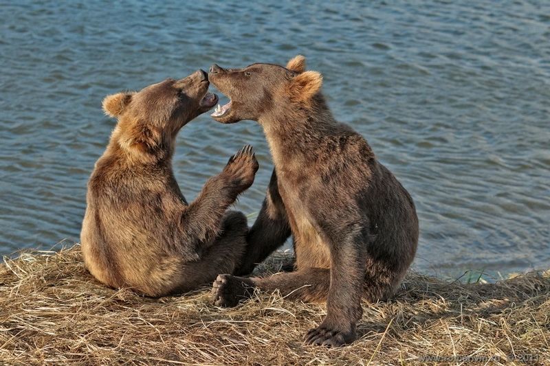 bearsinkamchatka3417