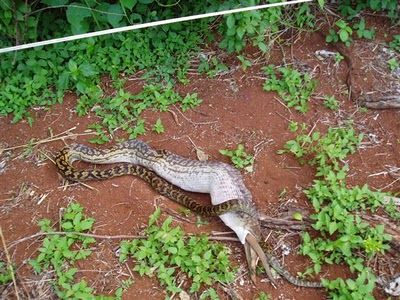 Snake Eating a Kangaroo 09