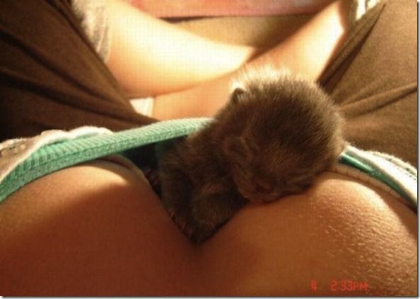 Titty-Kitties-Banned-In-Hollywood-10_thumb[1]