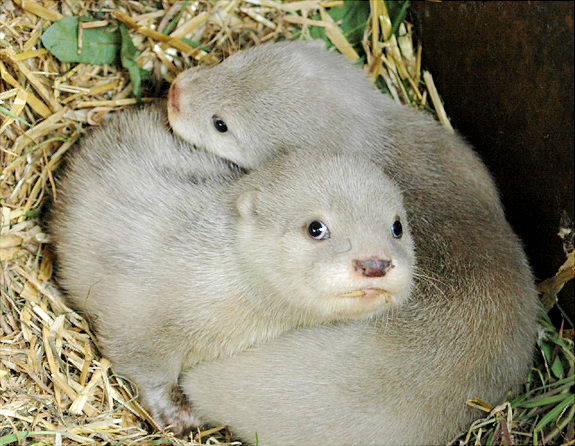 gal_albino_otters_03